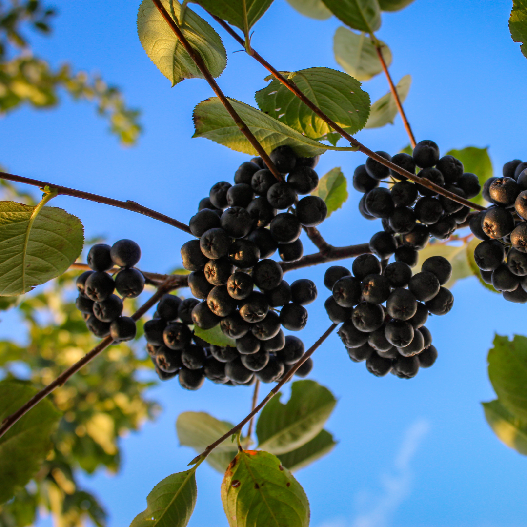 Aronia - owoc, który jest wsparciem układu krążenia Aronia - owoc, który jest wsparciem układu krążenia