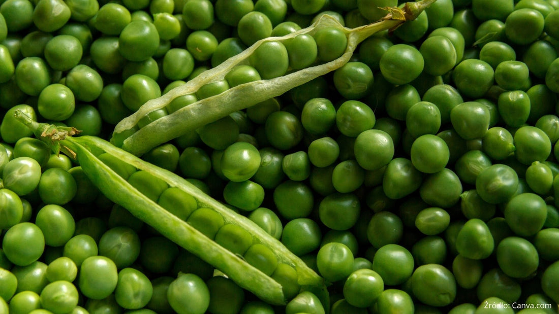 Groch - właściwości