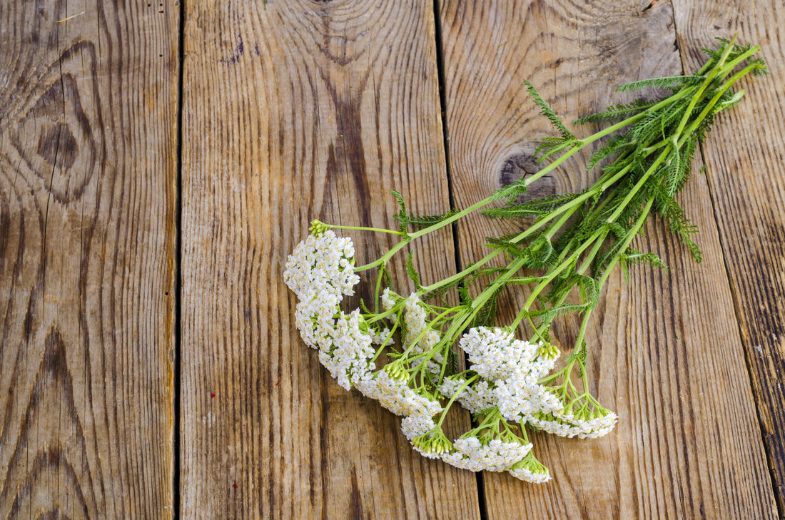 Krwawnik pospolity właściwości kosmetyczne – jak wspiera skórę?