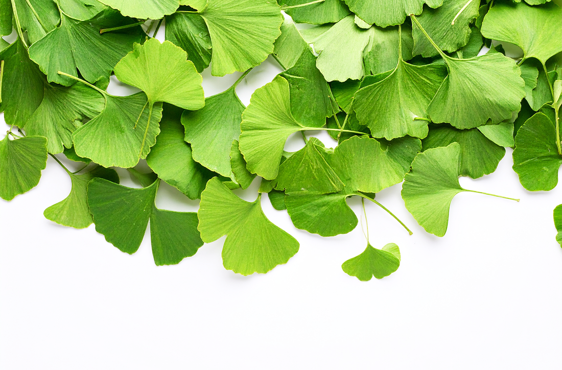 Miłorząb japoński (Ginkgo Biloba) Miłorząb japoński (Ginkgo Biloba)
