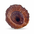 reishi