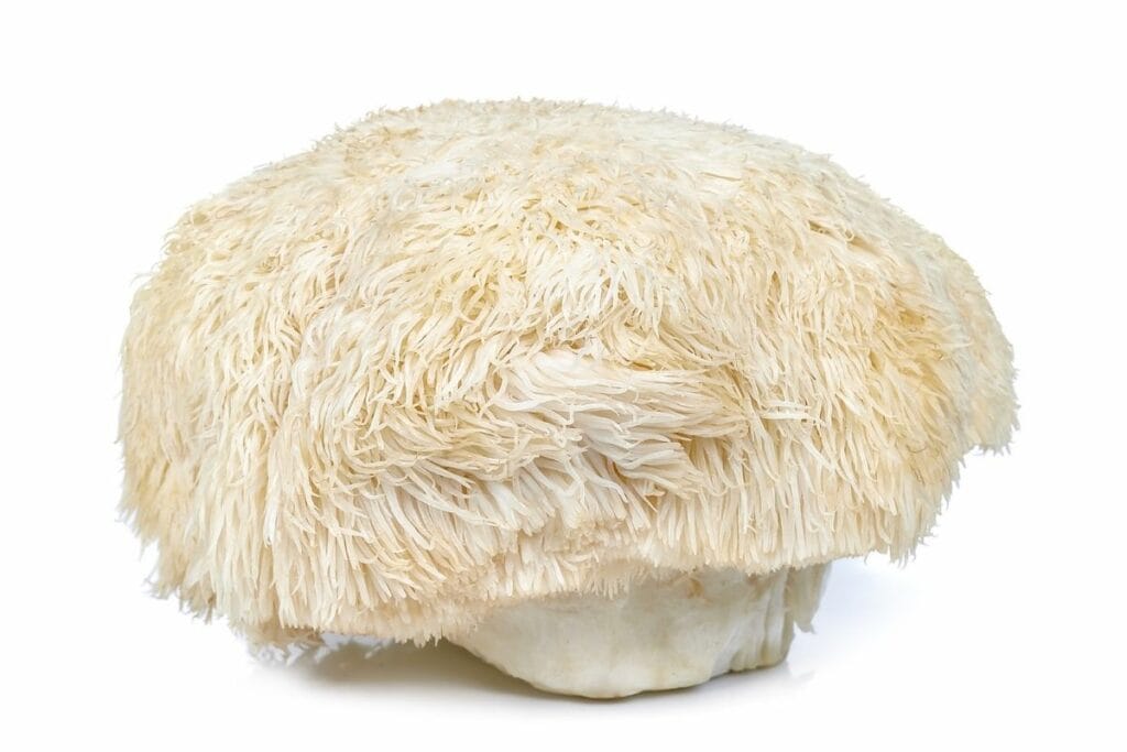 Soplówka jeżowata (Lion’s Mane), czyli booster dla mózgu!