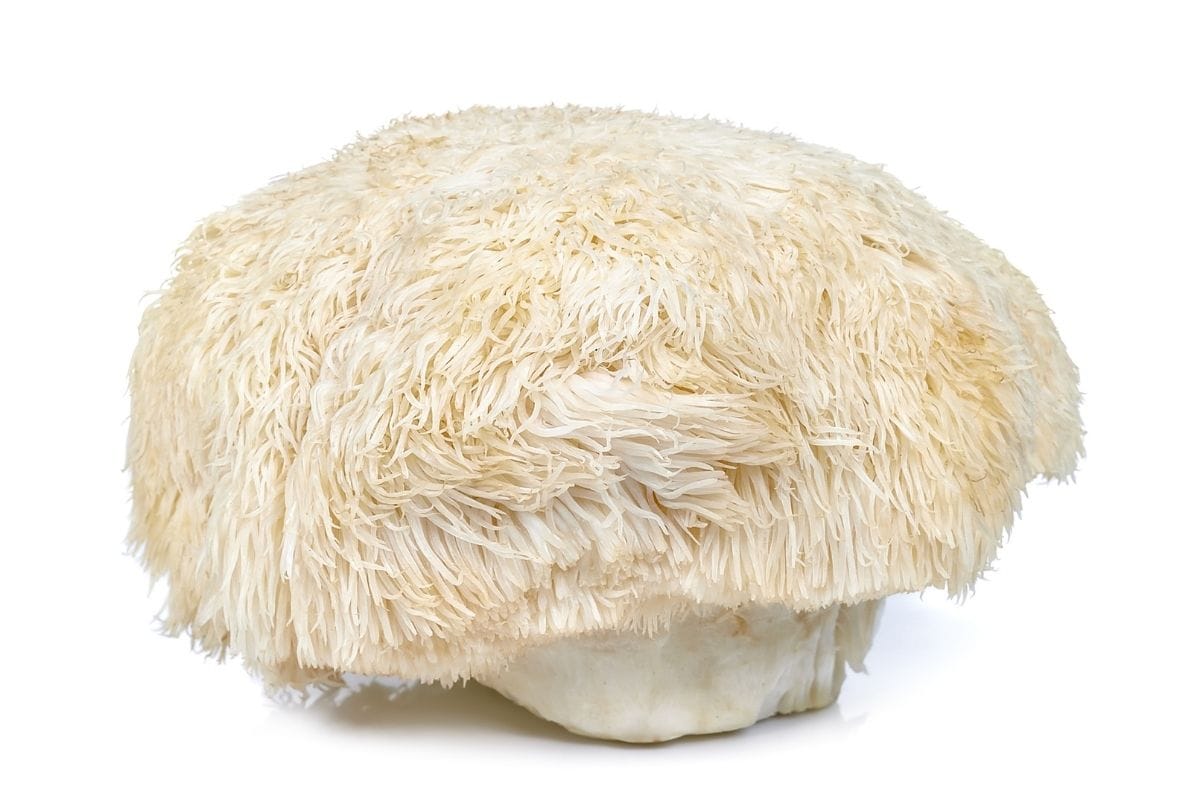 Soplówka jeżowata (Lion’s Mane), czyli booster dla mózgu!