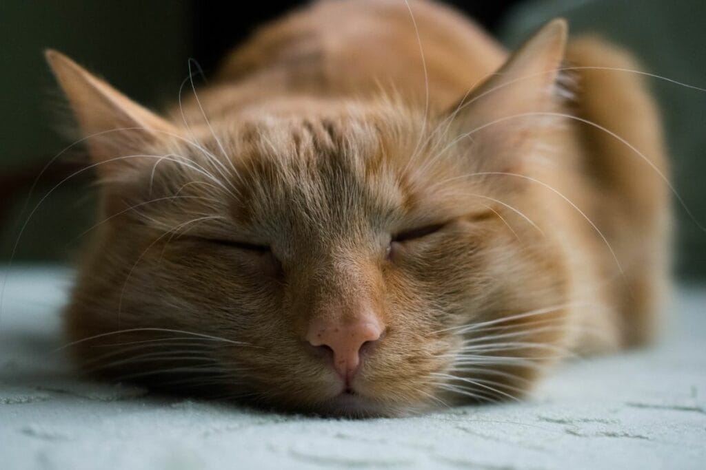 How can you relax? Natural ways to relax!