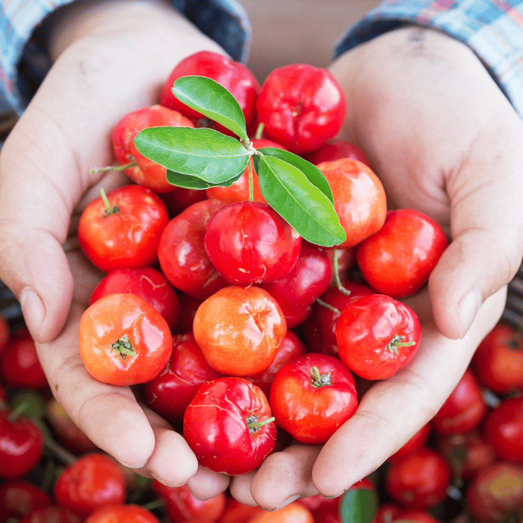 Acerola – superowoc o wysokiej zawartości witaminy C