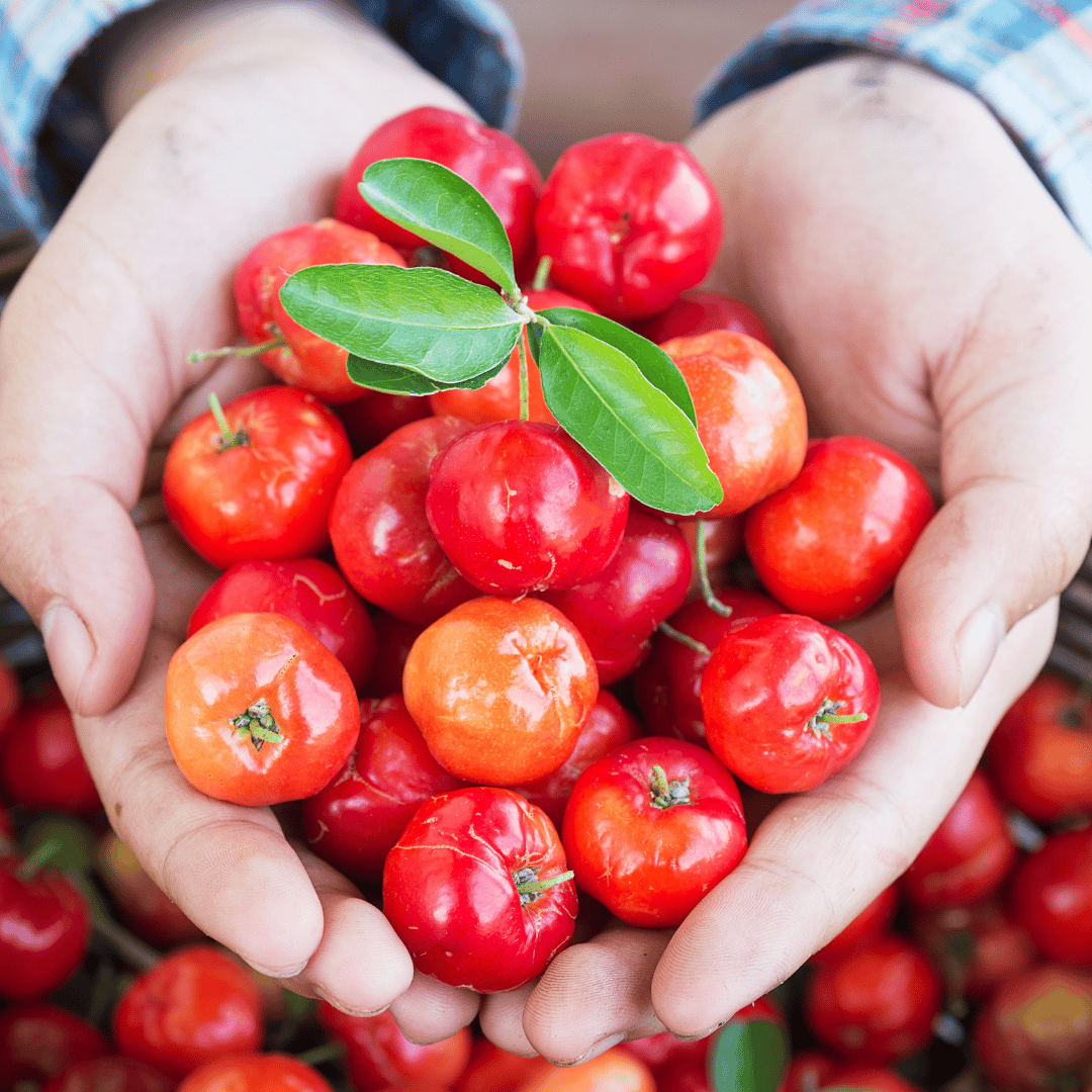Acerola – superowoc o wysokiej zawartości witaminy C