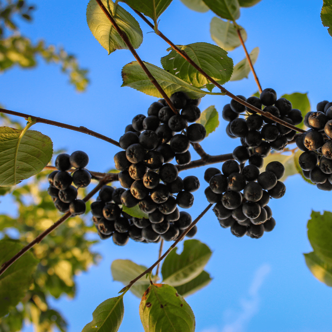 Aronia – owoc, który jest wsparciem układu krążenia