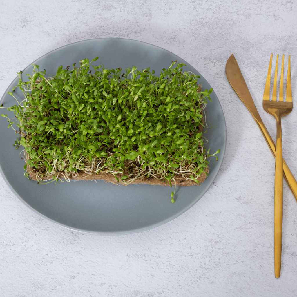 Lucerna – superfood bogaty w składniki odżywcze i wspomagający zdrowie serca