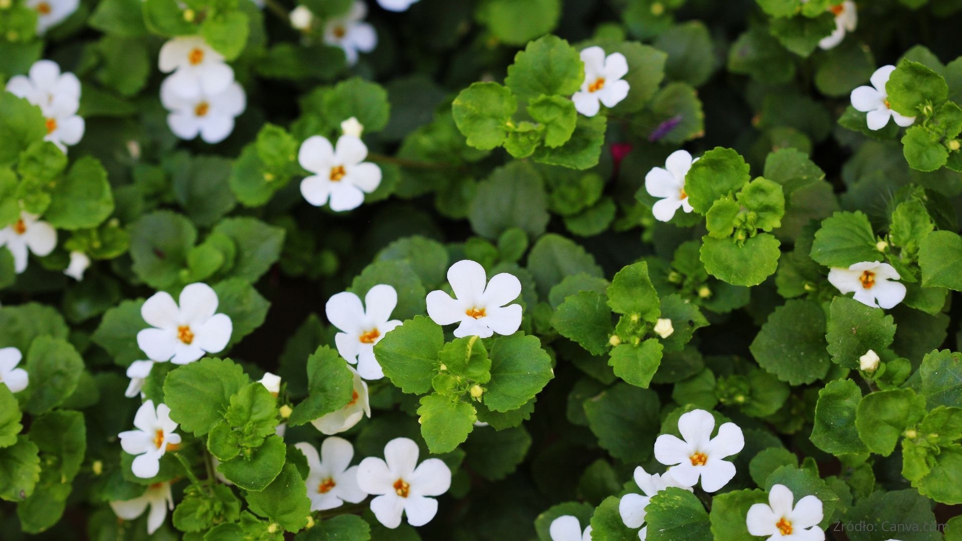 Bacopa monnieri – poznaj jej działanie, właściwości i dawkowanie ekstraktu