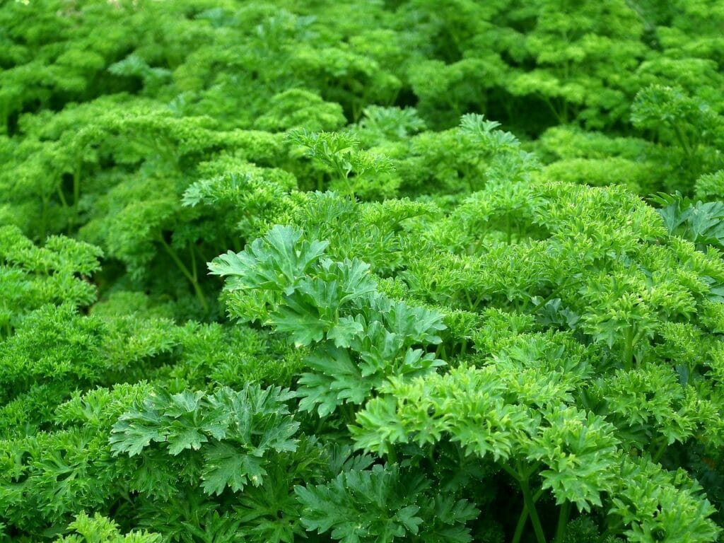 Pietruszka – korzeń, a nać. Czym się różni pasternak od pietruszki?