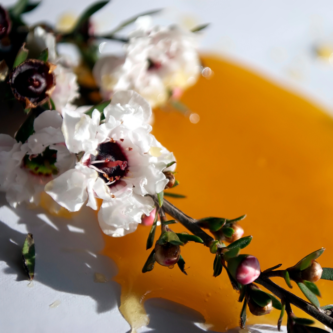 Miód manuka - czy naprawdę jest taki zdrowy? Właściwości zdrowotne miodu manuka