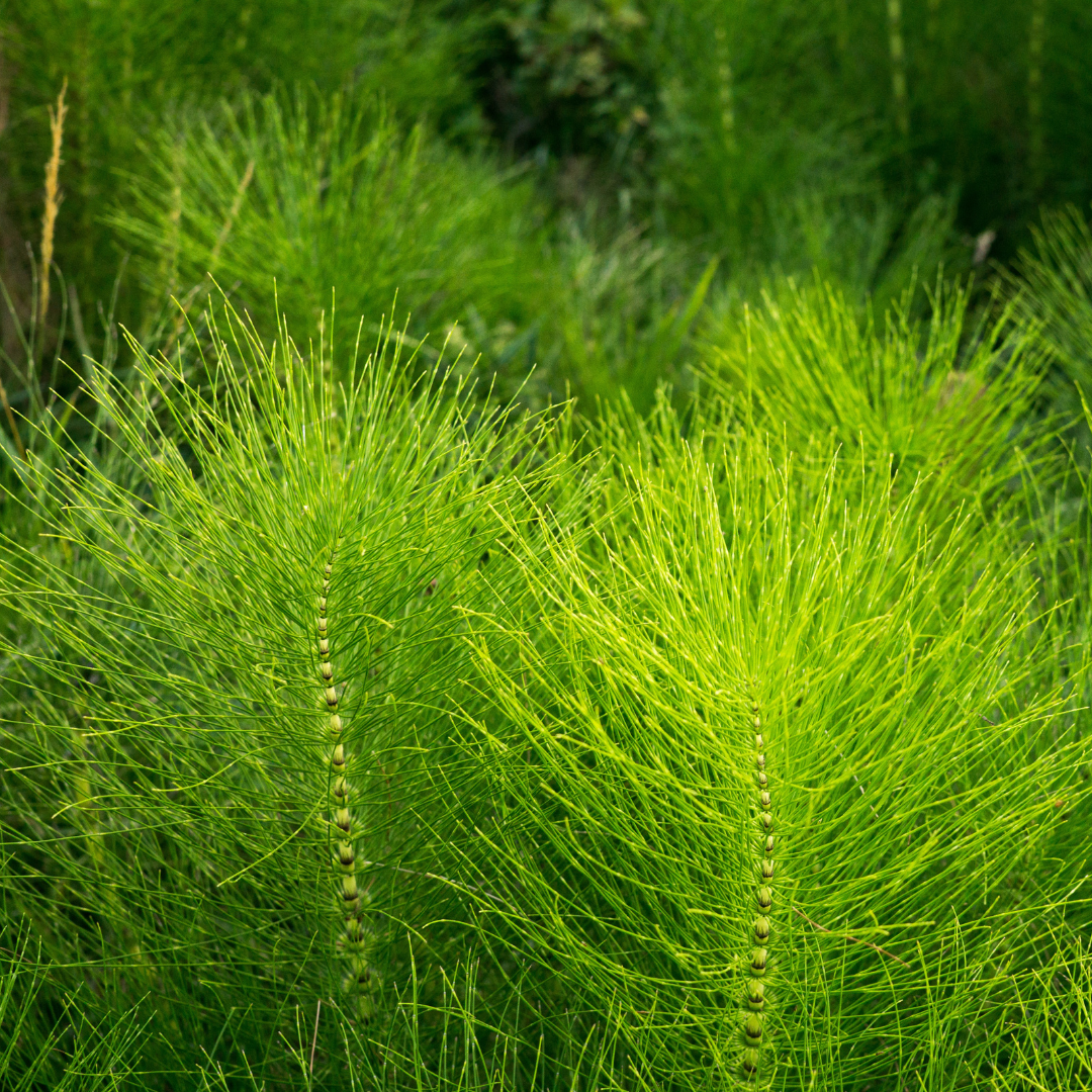 Skrzyp polny - zioło wspierające zdrowie skóry, włosów i paznokci