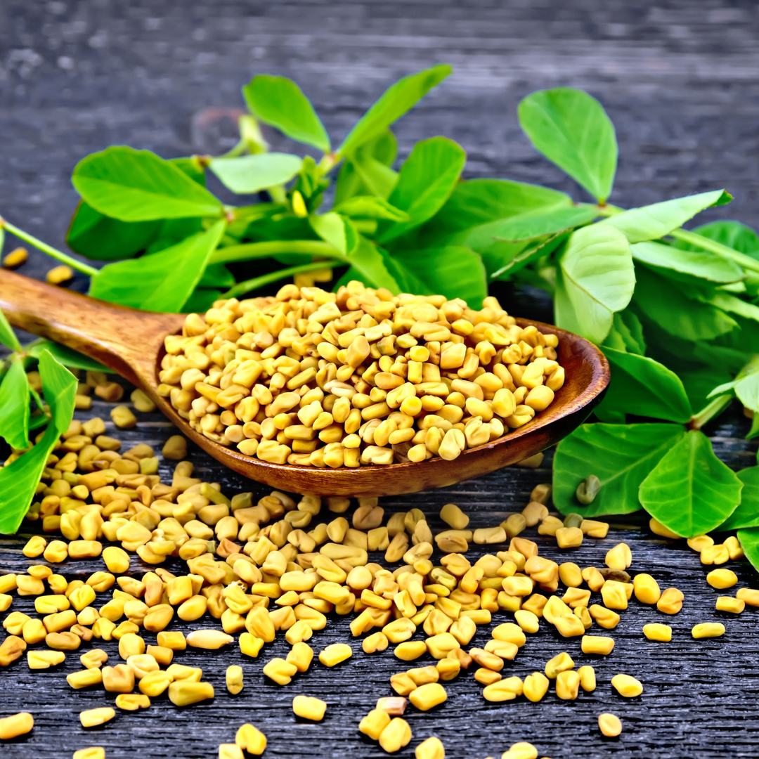 Kozieradka - zioło wspomagające układ trawienny i regulujące poziom cukru we krwi