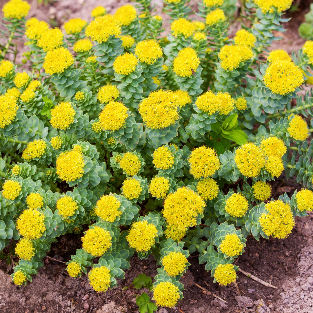 Różeniec górski - jak działa i czy warto włączyć ten adaptogen do swojej suplementacji?