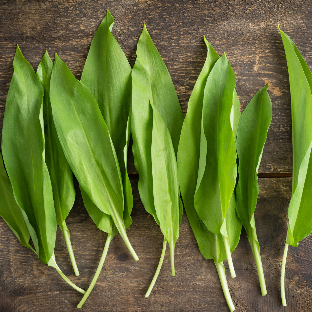 Bear garlic - properties, application and information important for health