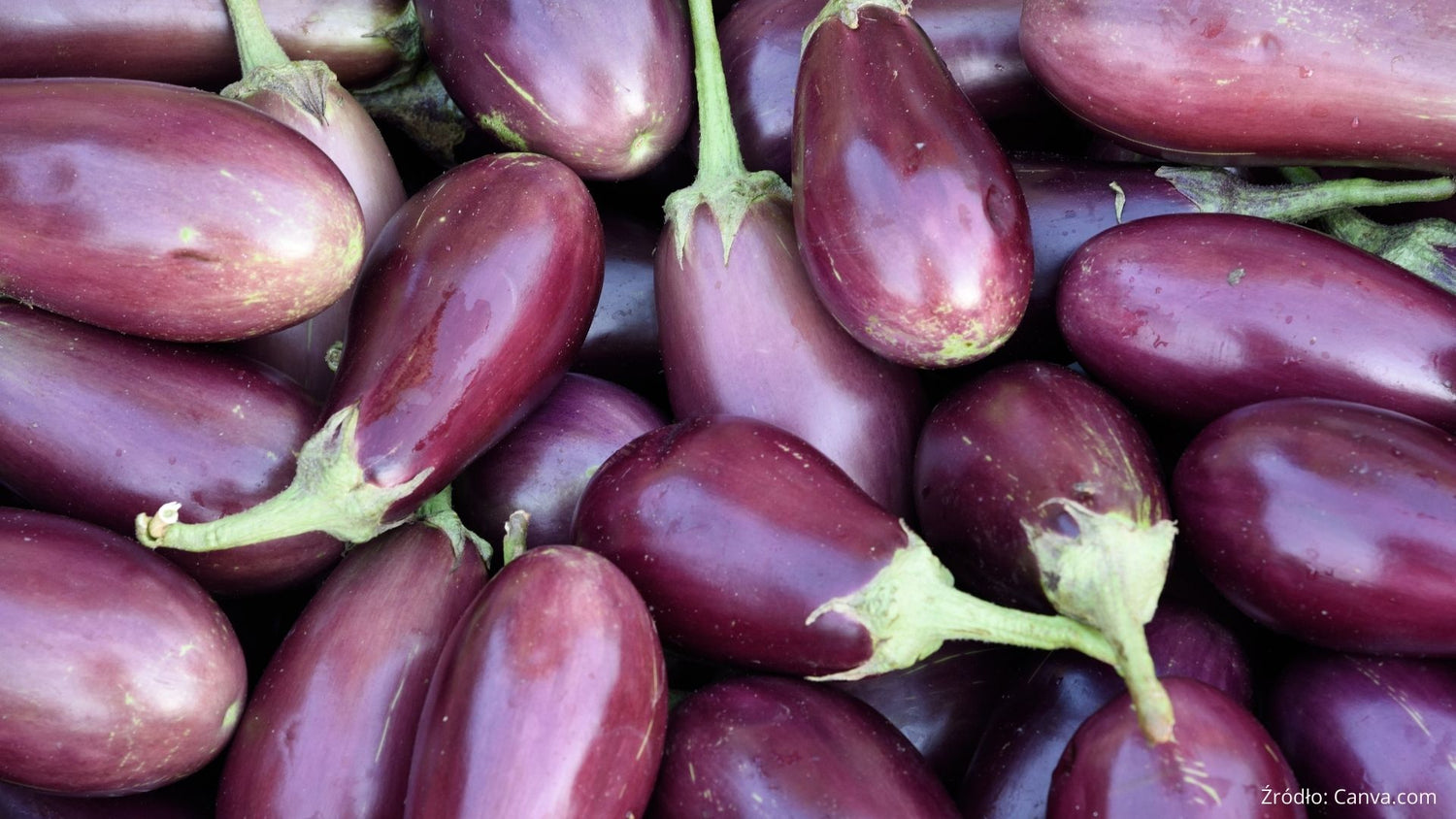 Aubergine Obst Oder Gemuse 1