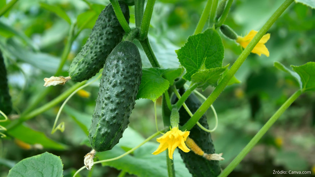 Ogórek i jego wpływ na zdrowie. Czy ogórek to dobry wybór na diecie odchudzającej?