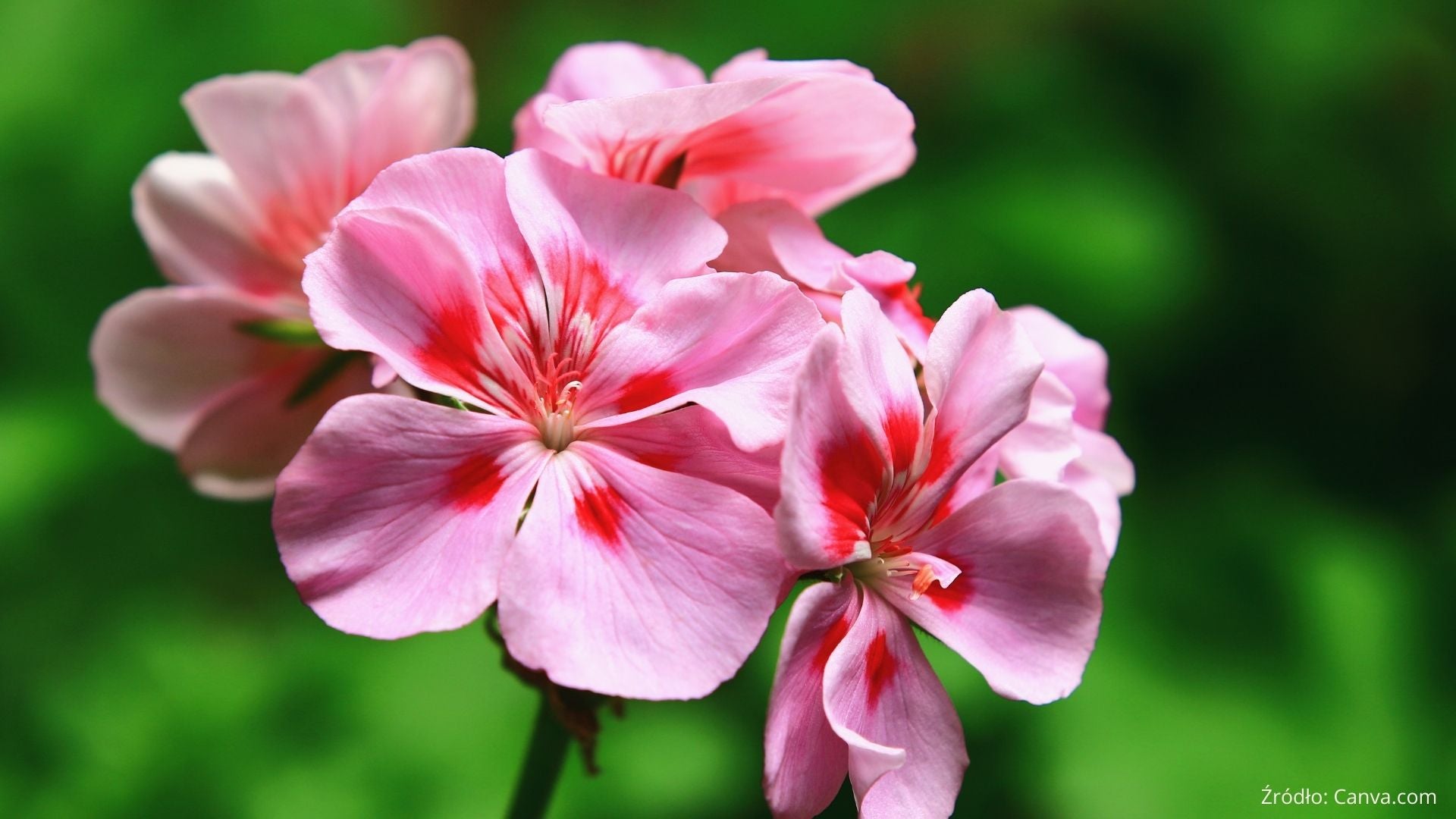 Na co działa geranium? Właściwości, wskazania i przeciwwskazania | Blog ...