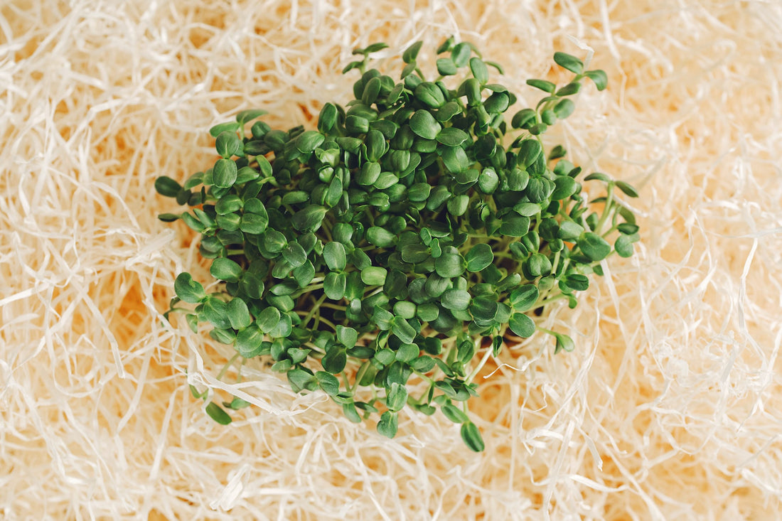 Rzeżucha właściwości dla odporności i metabolizmu – dlaczego warto?