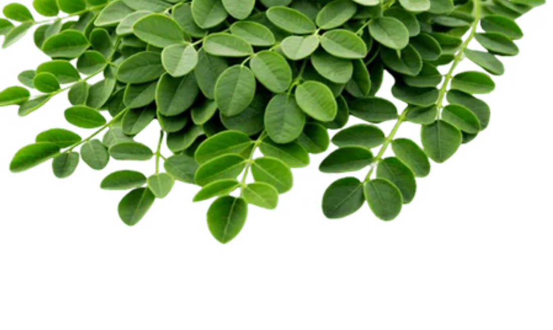1000 mg Moringa